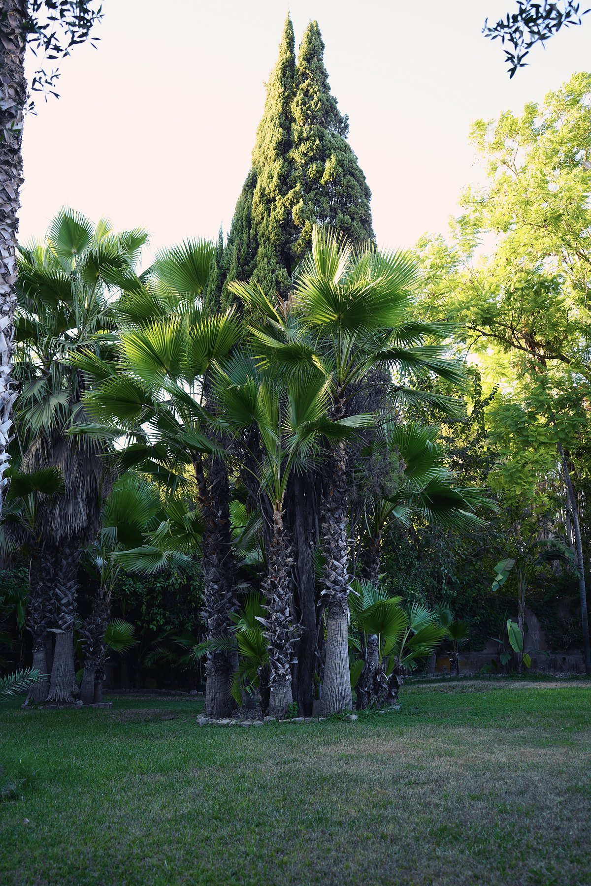 Jardín de palmeras y cipreses de una hacienda a las afueras de Sevilla, con el césped al sol de la tarde